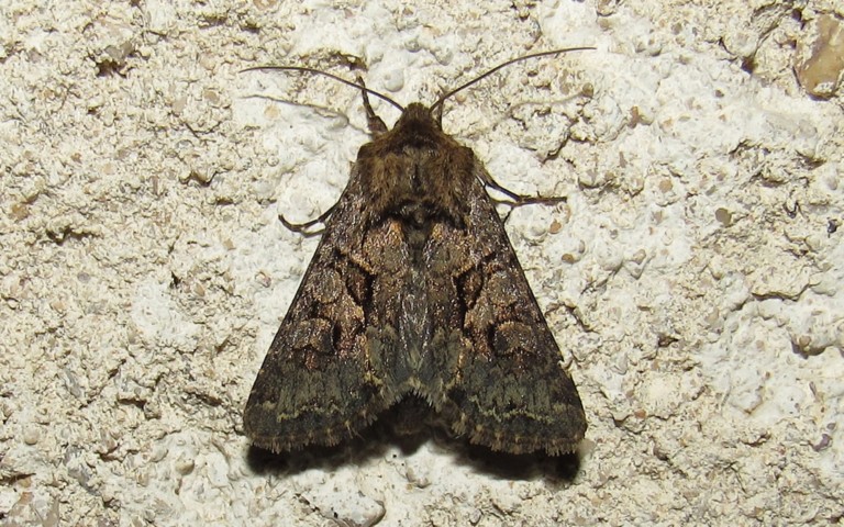 Papillons - La noctuelle aduste - Mniotype adusta