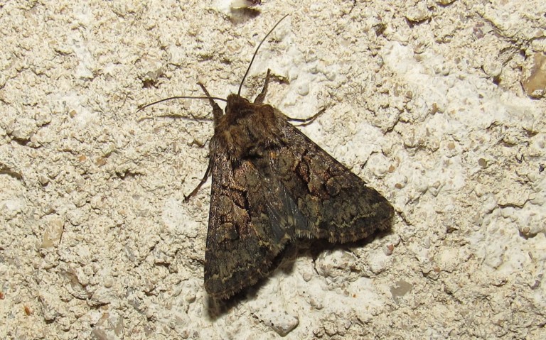 Papillons - La noctuelle aduste - Mniotype adusta