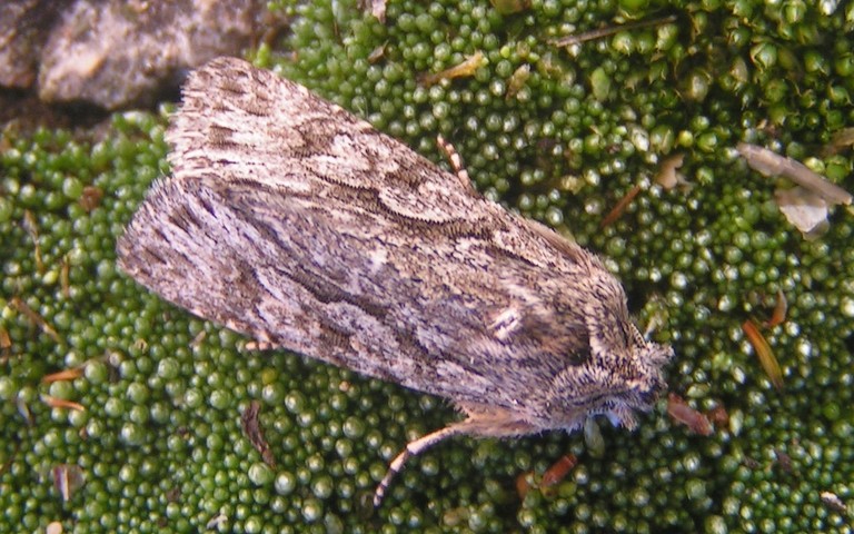 Papillons - Noctuelle aréolée - Xylocampa Areola