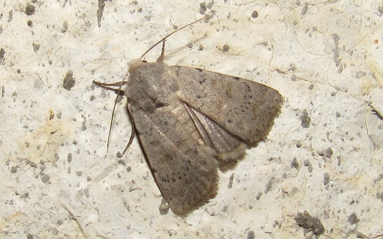 Papillons - La noctuelle arrosée - Hoplodrina respersa