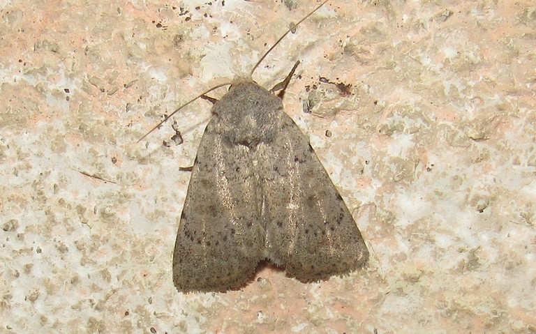 Papillons - La noctuelle arrosée - Hoplodrina respersa