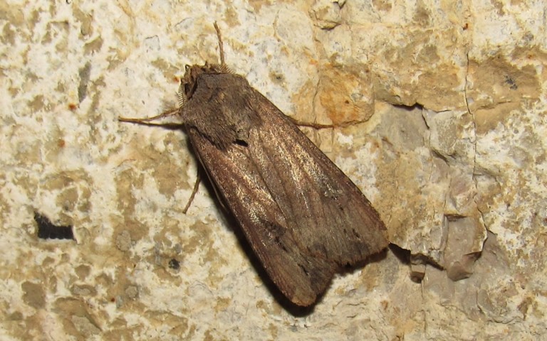 Papillons - La noctuelle baignée - Agrotis ipsilon