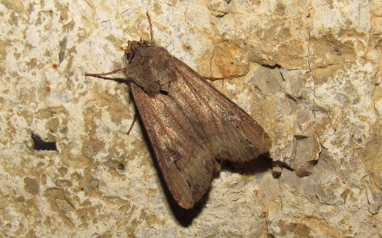 Papillons - La noctuelle baignée - Agrotis ipsilon