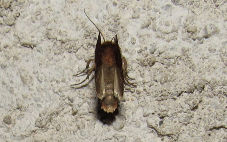 Papillons - La noctuelle belle - Diarsia rubi
