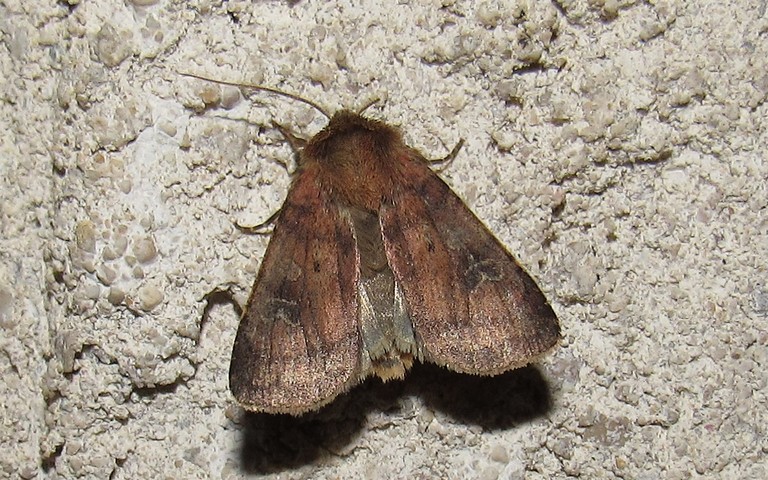 Papillons -La noctuelle belle - Diarsia rubi