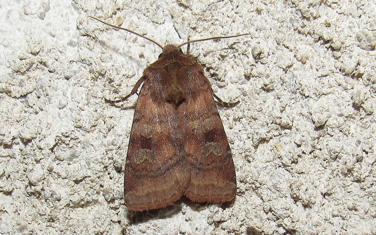 Papillons -La noctuelle belle - Diarsia rubi
