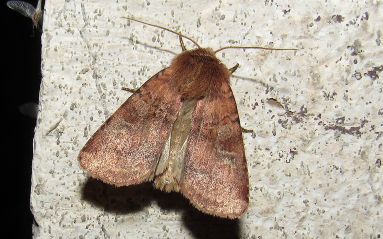 Papillons - La noctuelle belle - Diarsia rubi