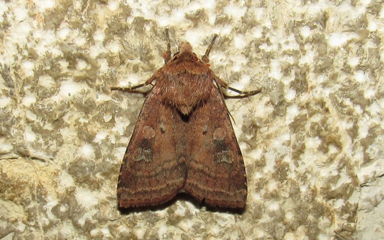 Papillons - La noctuelle belle - Diarsia rubi