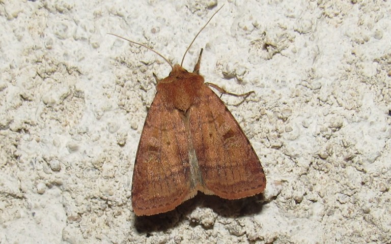 Papillons - La noctuelle belle - Diarsia rubi