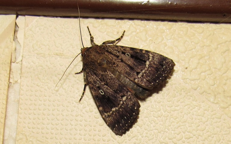 Papillons - La noctuelle berbère - Amphipyra berbera