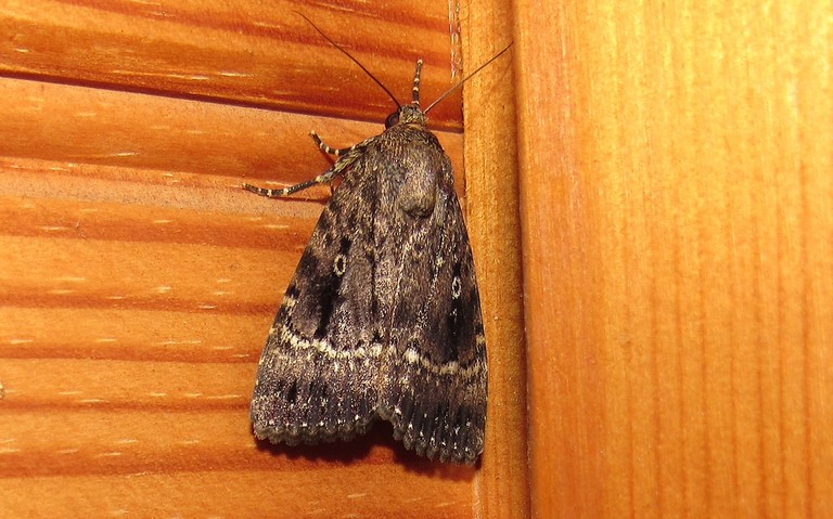 Papillons - La noctuelle berbère - Amphipyra berbera