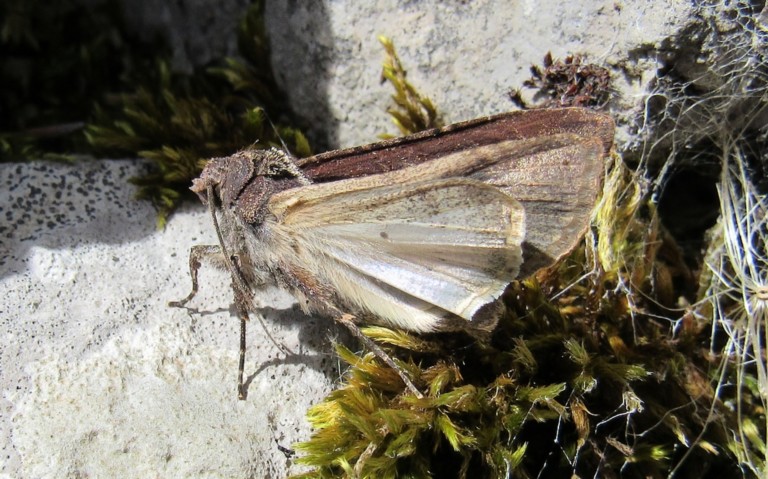 Papillons - La noctuelle blessée - Peridroma saucia