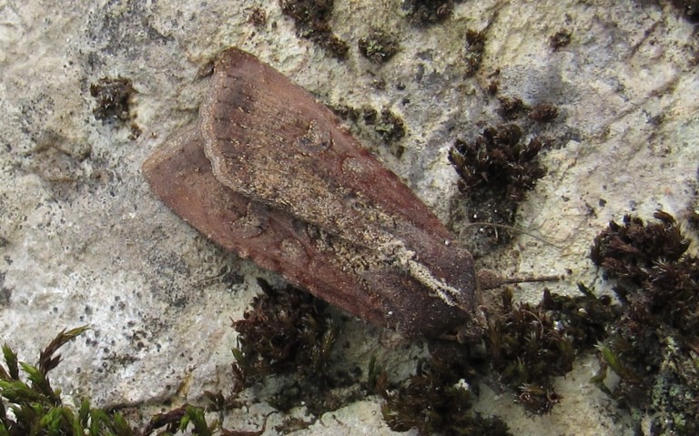 Papillons - La noctuelle blessée - Peridroma saucia