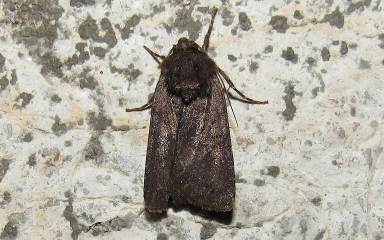 Papillons - La Noctuelle boueuse - Aporophyla lueneburgensis