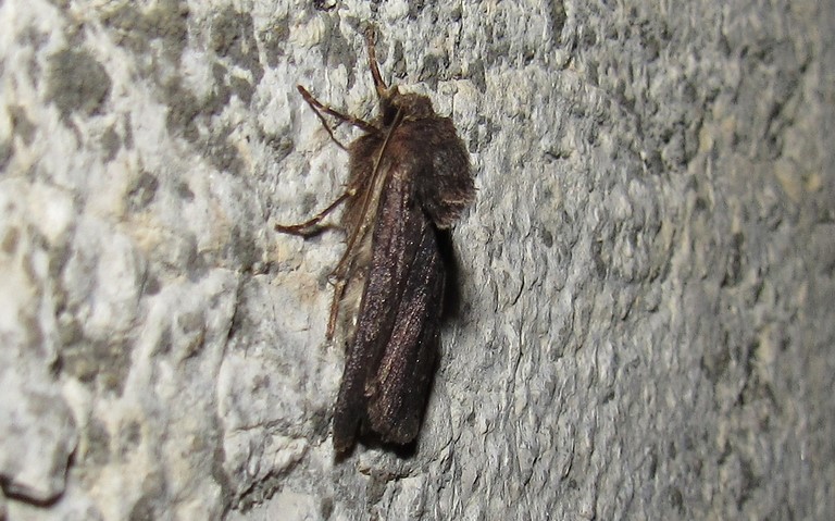 Papillons - La Noctuelle boueuse - Aporophyla lueneburgensis