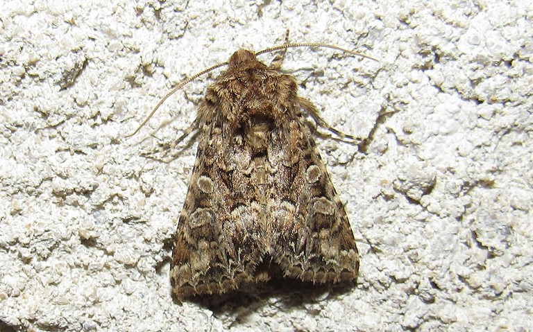 Papillons - La noctuelle carpophage - Hadena perplexa