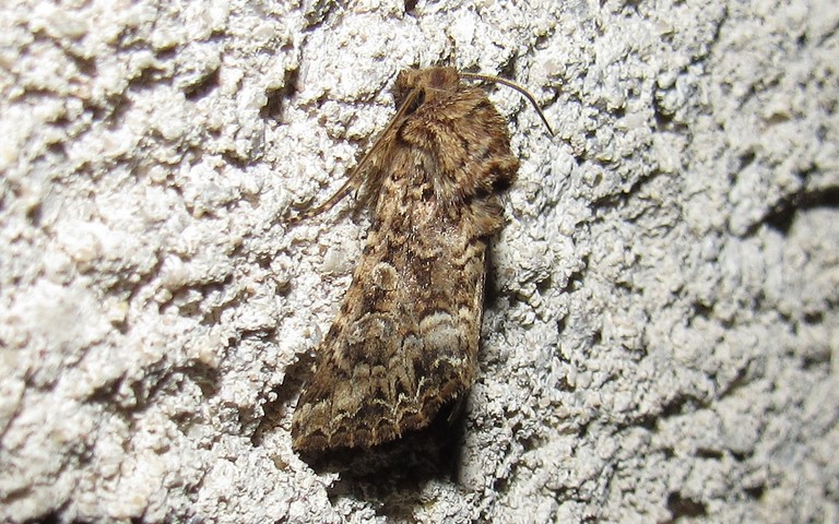 Papillons - La noctuelle carpophage - Hadena perplexa