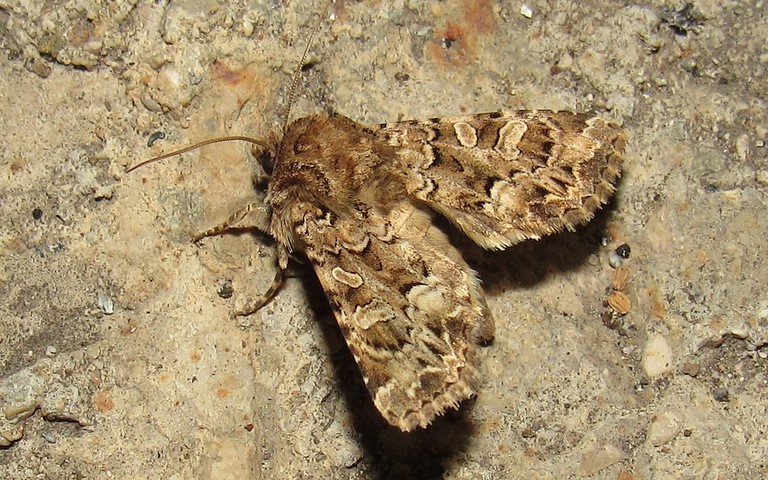 Papillons - La noctuelle carpophage - Hadena perplexa