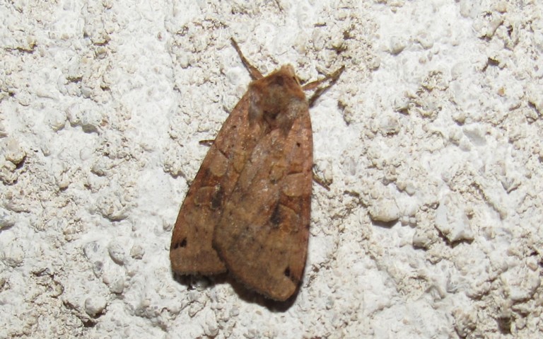 Papillons -La noctuelle de la belladone - Xestia baja