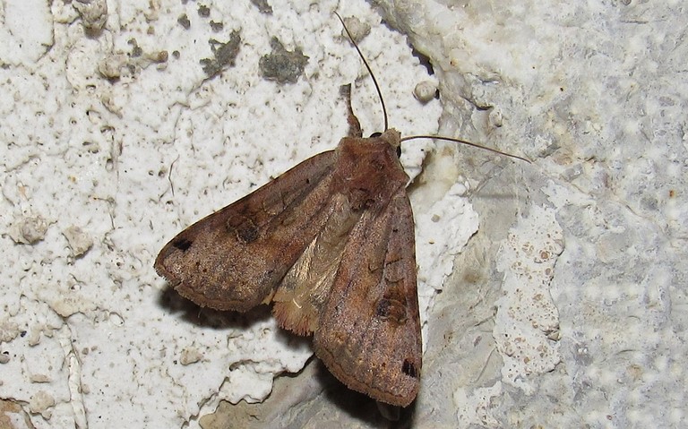 Papillons -La noctuelle de la belladone - Xestia baja