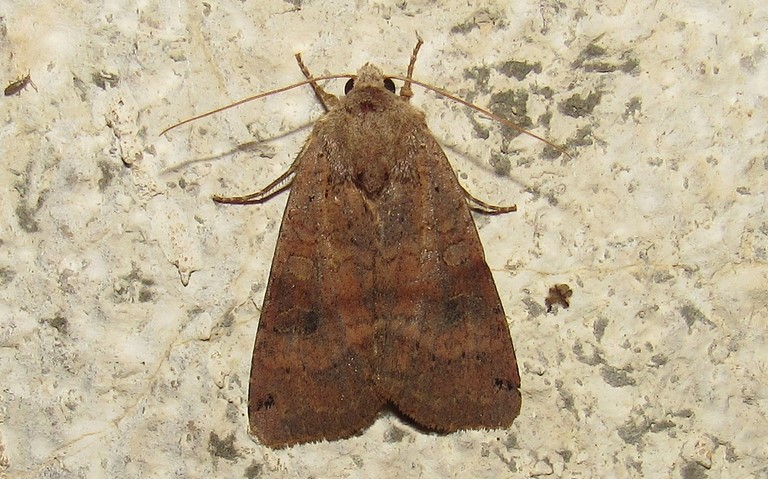 Papillons -La noctuelle de la belladone - Xestia baja