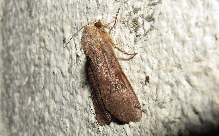 Papillons -La noctuelle de la belladone - Xestia baja