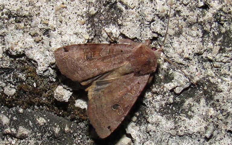 Papillons -La noctuelle de la belladone - Xestia baja