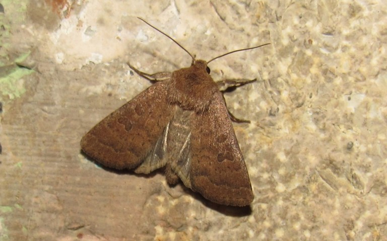 18 juin 2025 Papillons - La noctuelle de la morgeline - Hoplodrina octogenaria