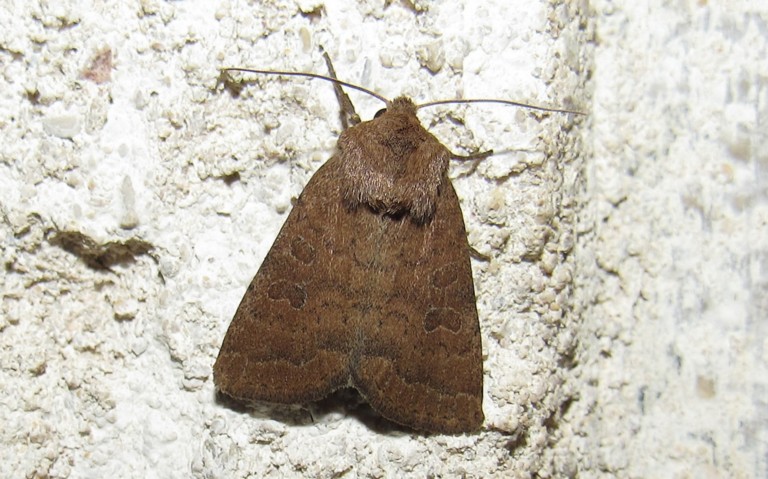 18 juin 2025 Papillons - La noctuelle de la morgeline - Hoplodrina octogenaria