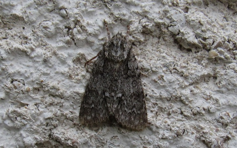 05 août 2025 Papillons - La noctuelle de la patience - Acronicta rumicis