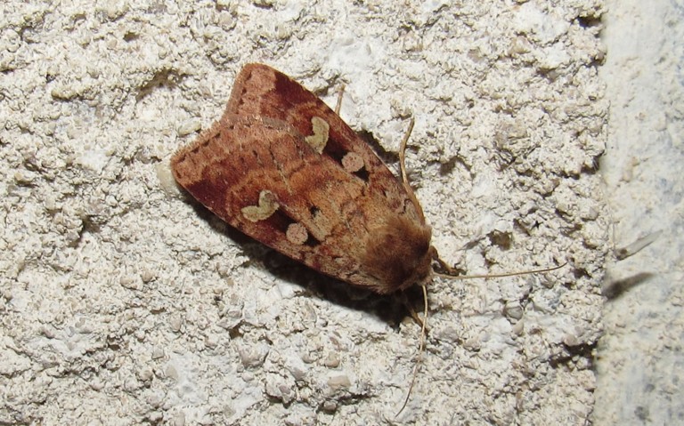 Papillons -Noctuelle de la primevere - Diarsa mendica