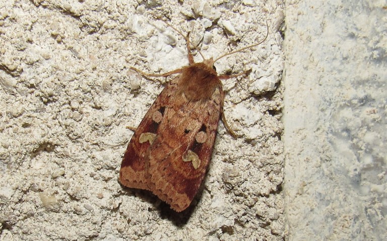 Papillons -Noctuelle de la primevère - Diarsa mendica