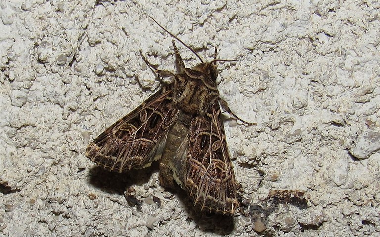 Papillons - La noctuelle de la saponaire - Sideridis reticulata