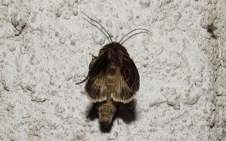 Papillons - La noctuelle de la saponaire - Sideridis reticulata