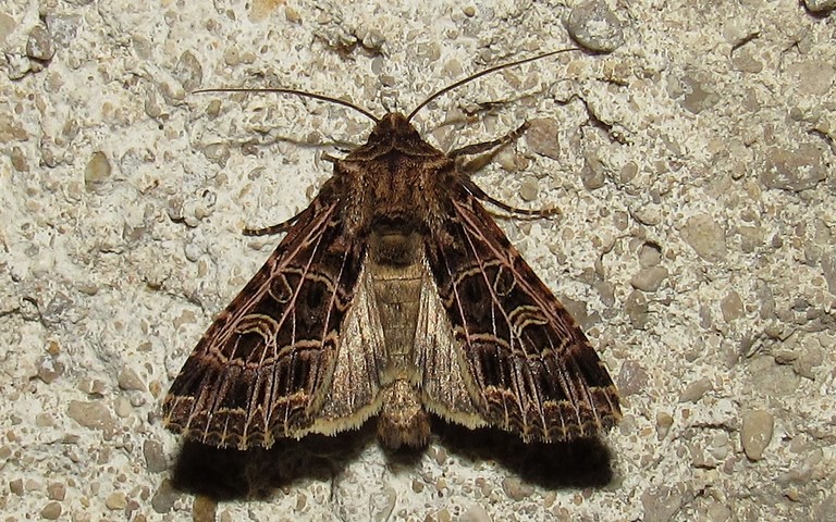 Papillons - La noctuelle de la saponaire - Sideridis reticulata