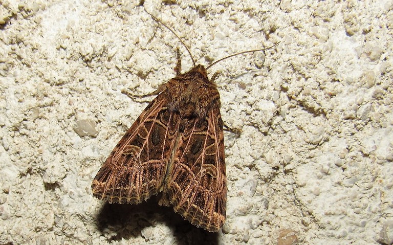 Papillons - La noctuelle de la saponaire - Sideridis reticulata