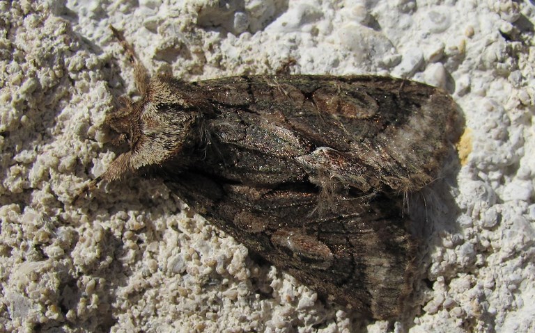 Papillons - noctuelle de l'aubépine - Allophyes oxyacanthae