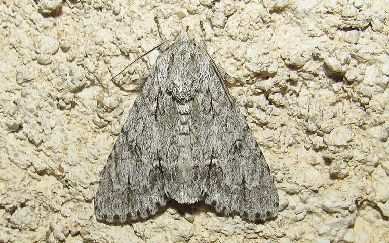 Papillons - La noctuelle de l'érable - Acronicta aceris