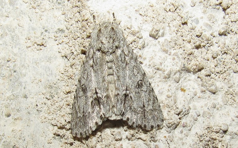 Papillons - La noctuelle de l'érable - Acronicta aceris