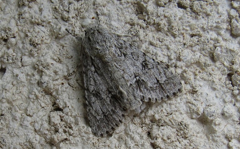 Papillons - La noctuelle de l'érable - Acronicta aceris