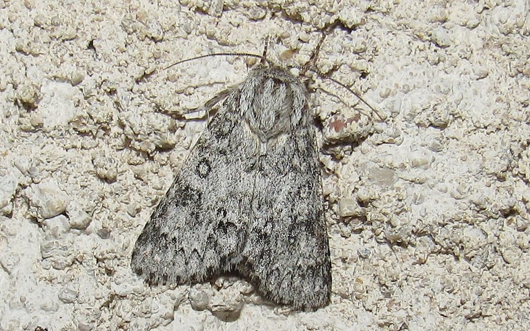 Papillons - La noctuelle de l'euphorbe - Acronicta euphorbiae