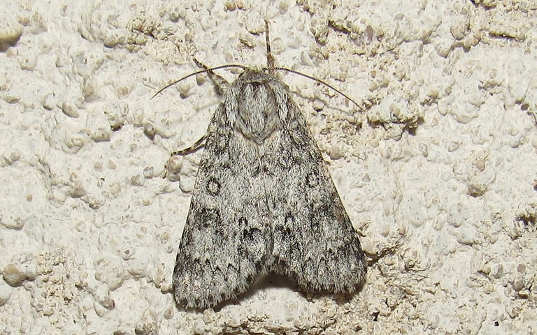 Papillons - La noctuelle de l'euphorbe - Acronicta euphorbiae