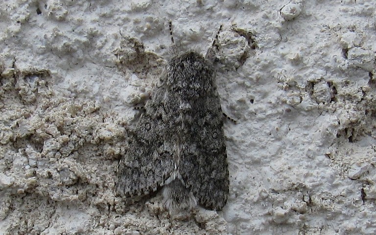 Papillons - La noctuelle de l'euphorbe - Acronicta euphorbiae