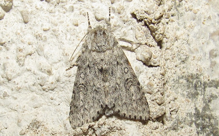 Papillons - La noctuelle de l'euphorbe - Acronicta euphorbiae