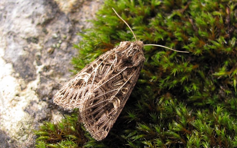Papillons - La noctuelle de l'ivraie - Tholera decimalis - Femelle
