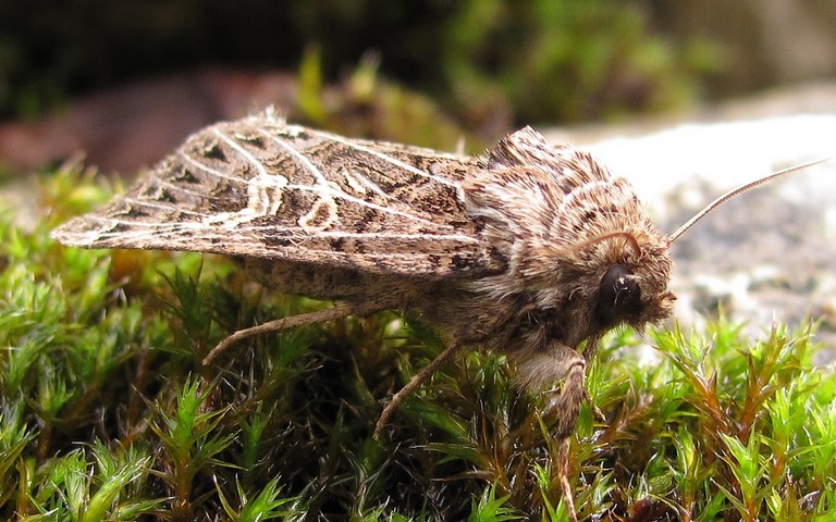 Papillons - La noctuelle de l'ivraie - Tholera decimalis - Femelle