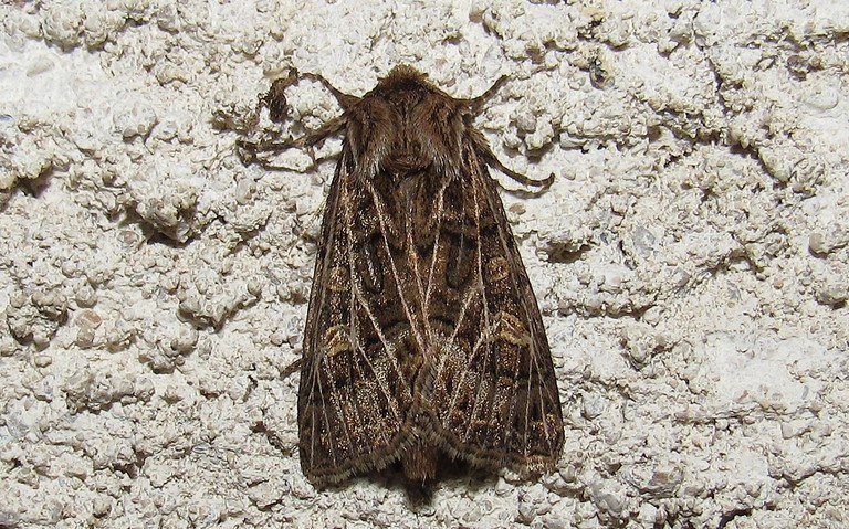 Papillons - La noctuelle de l'ivraie - Tholera decimalis - Femelle
