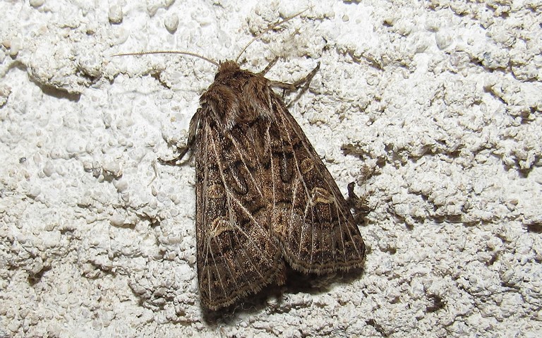 Papillons - La noctuelle de l'ivraie - Tholera decimalis - Femelle