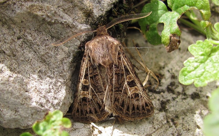Papillons - Noctuelle de l'ivraie - Tholera decimalis - Male