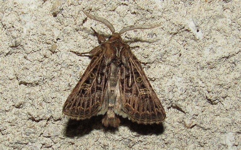 Papillons - Noctuelle de l'ivraie - Tholera decimalis - Mâle